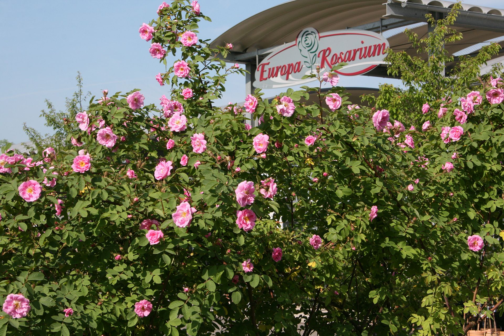 Rose Garden & Park - Europa-Rosarium Sangerhausen